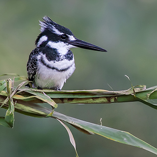 Debre Zeit - Pied kingfisher